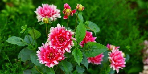 Květiny jiřinek – jak vypadají a jak se o ně na zahradě správně starat